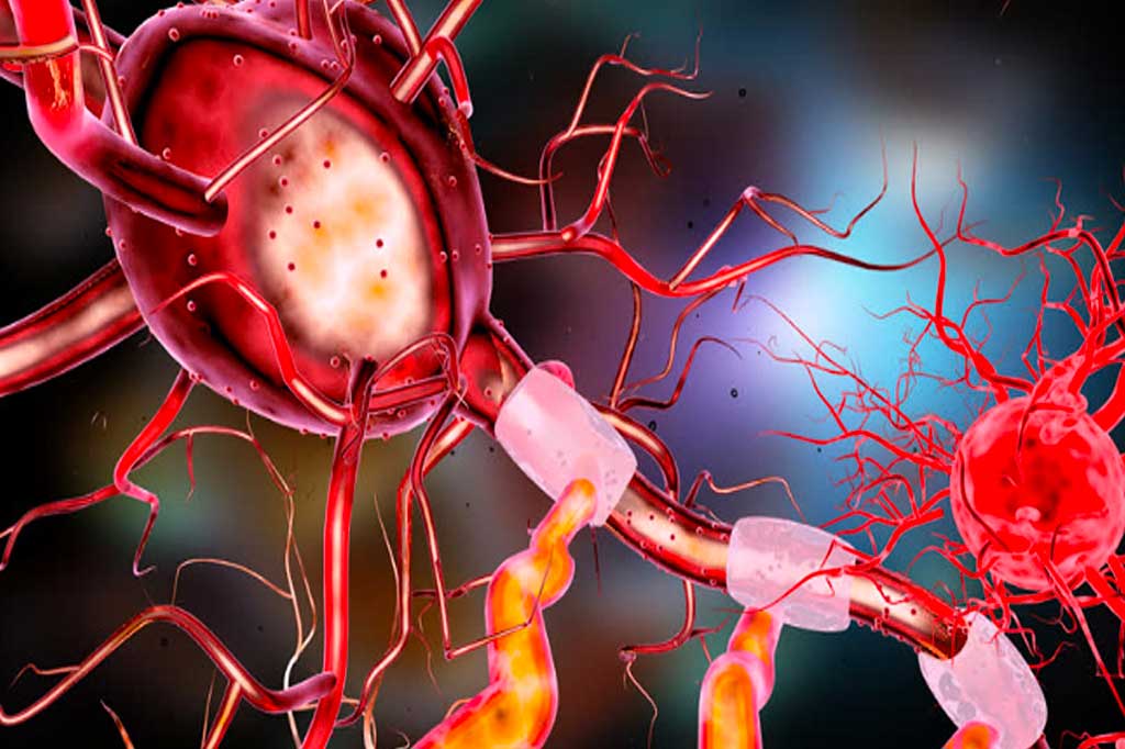 Sistema nervoso: i neuroni