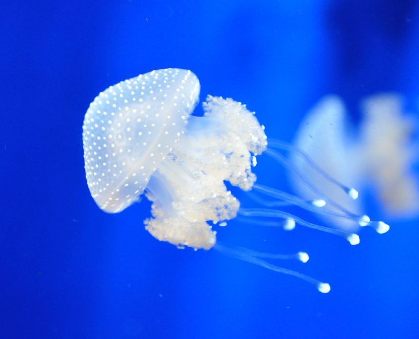 Acquario di Genova