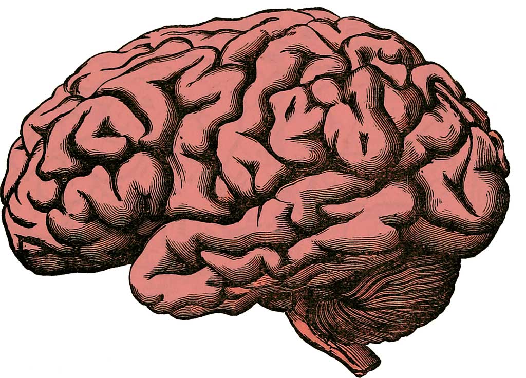 Sistema nervoso: il cervello