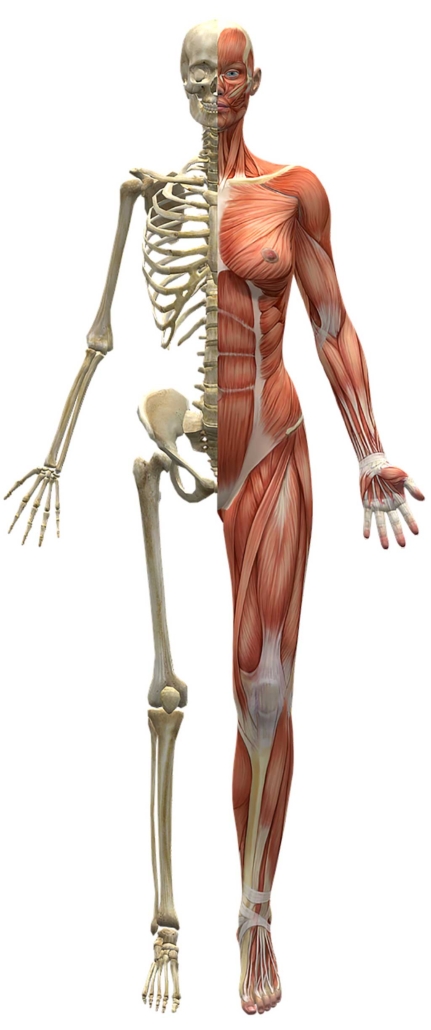 I muscoli scheletrici