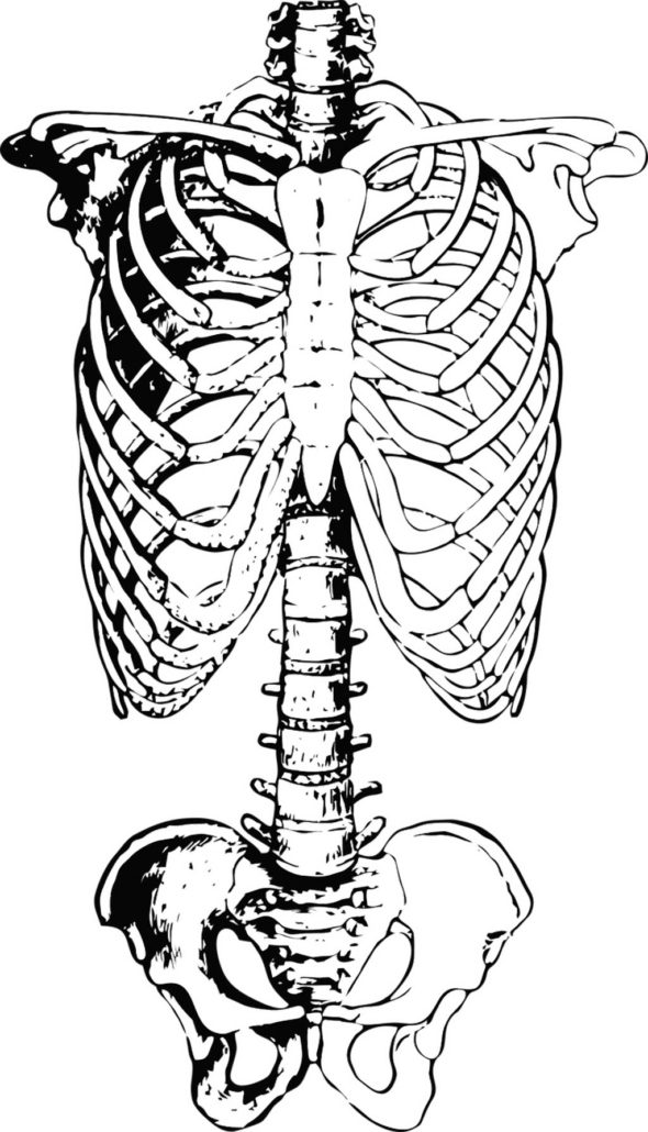 La struttura dell’osso