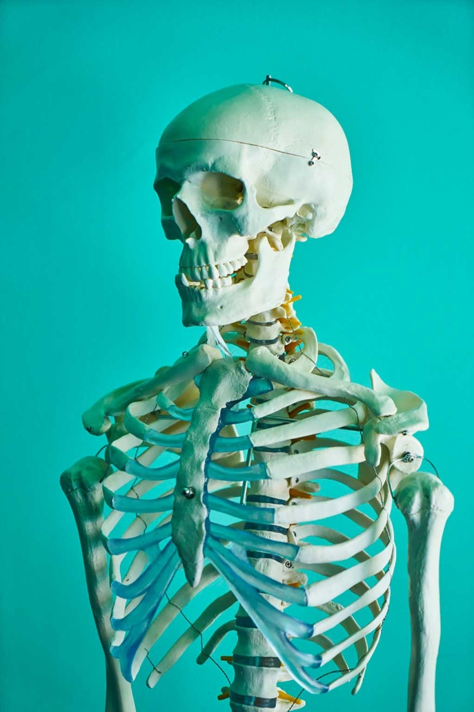 Da quante ossa è formato lo scheletro umano?