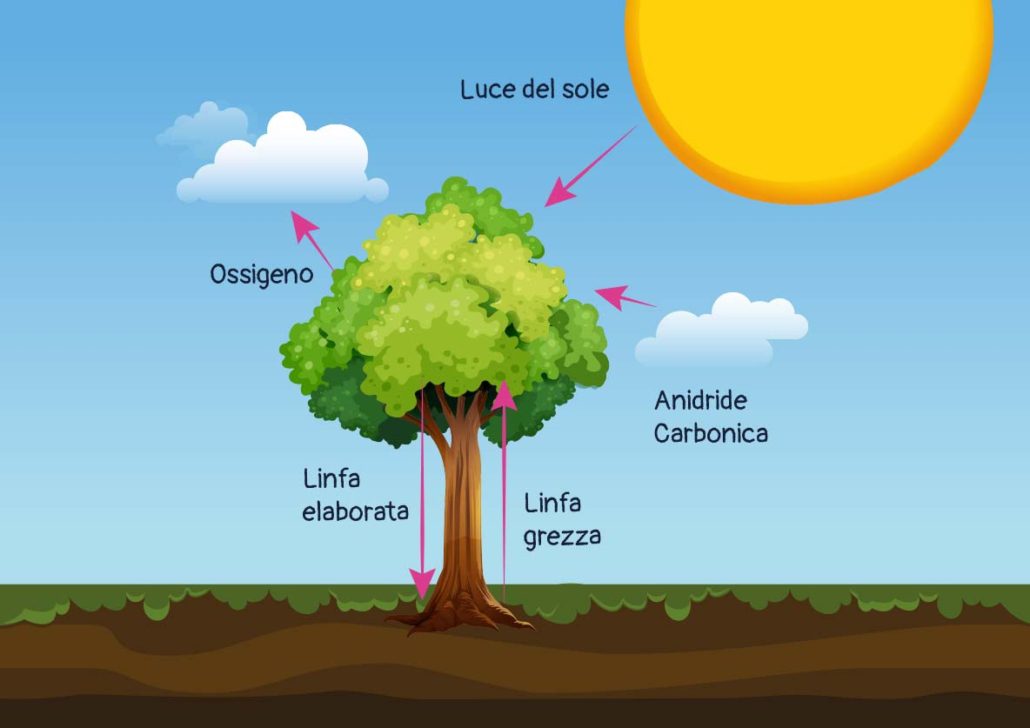 Fotosintesi clorofilliana: schema per bambini