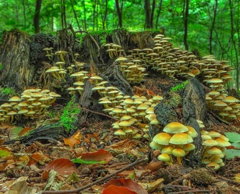 Il regno dei funghi e delle piante