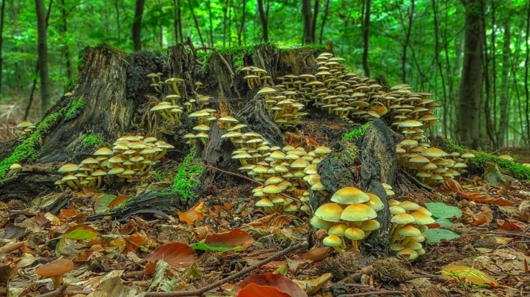 Esseri viventi: il regno dei funghi e delle piante