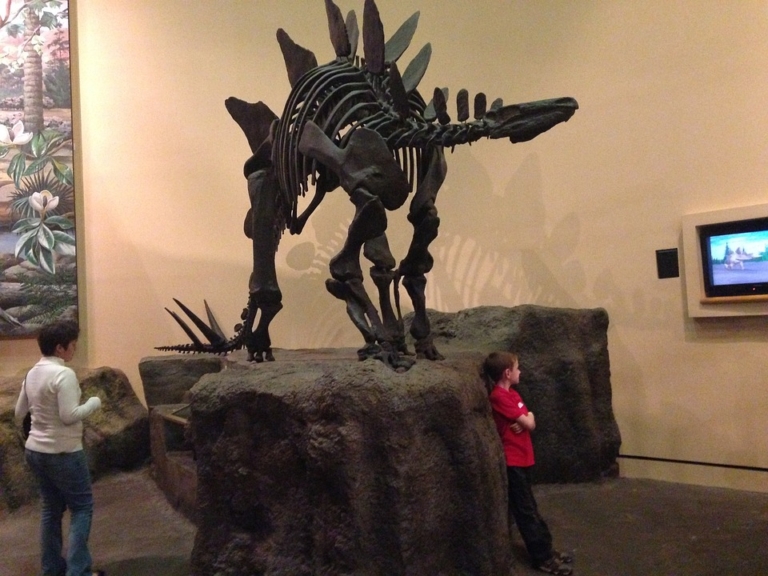 Lo stegosauro: ricerca per bambini