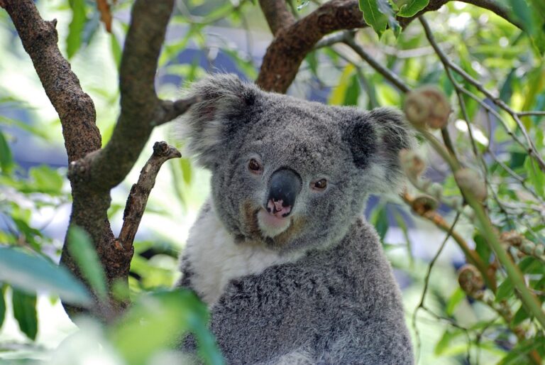 Il koala: ricerca per bambini