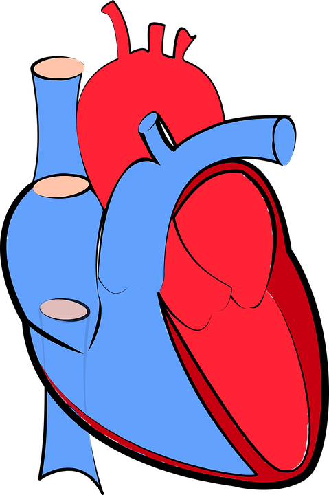 Muscolo cardiaco
