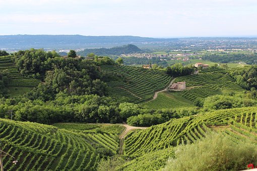 Colline di Treviso