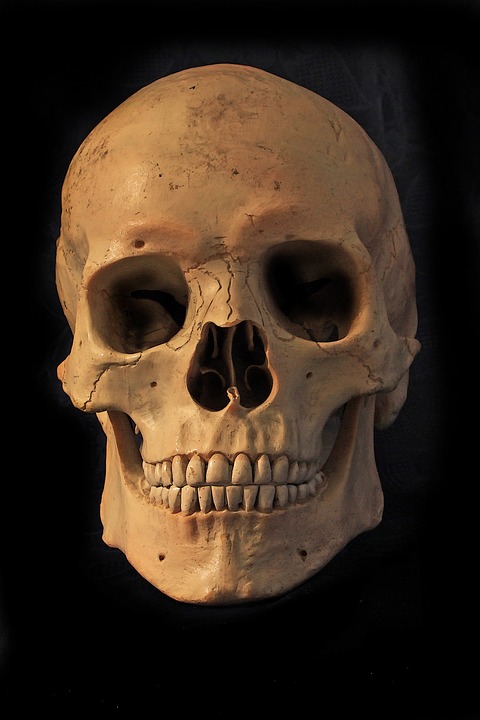 Ossa del cranio