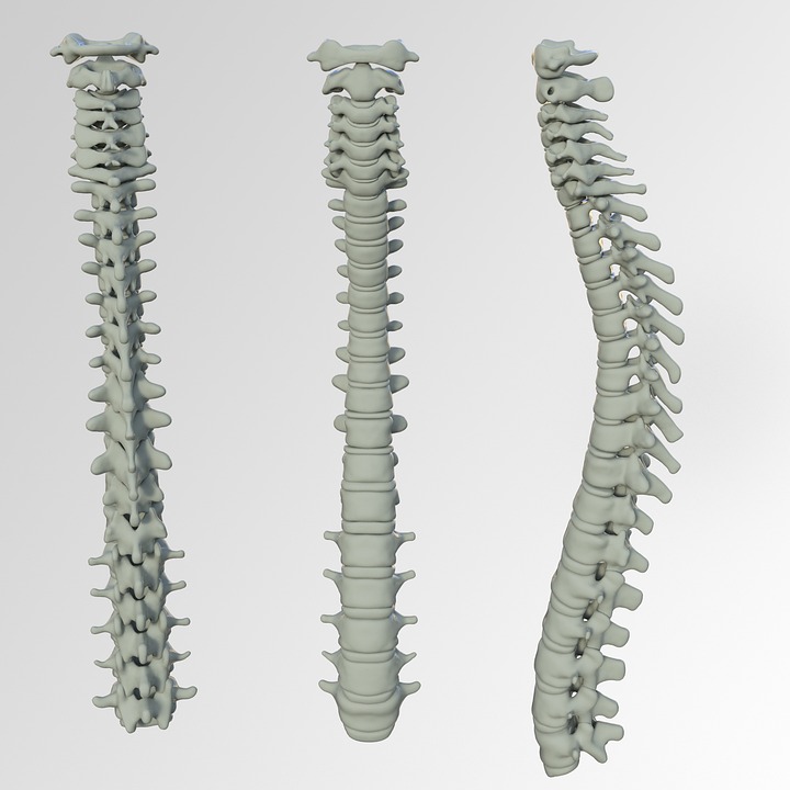 Colonna vertebrale