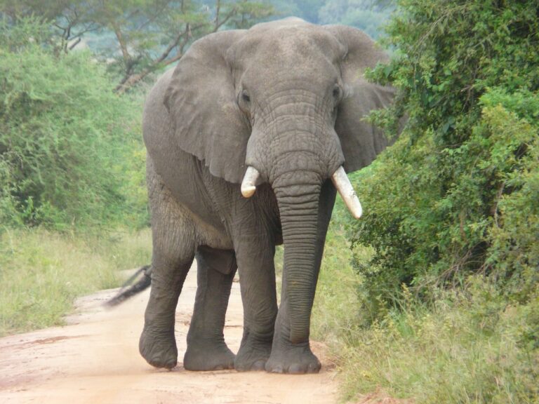 Viaggio alla scoperta degli Elefanti: Segreti e Meraviglie di Questi Maestosi Giganti